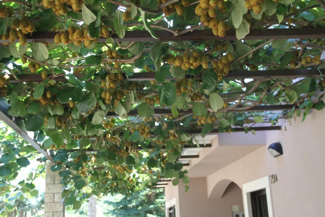 Premantura Olive Garden Βίλα Εξωτερικό φωτογραφία
