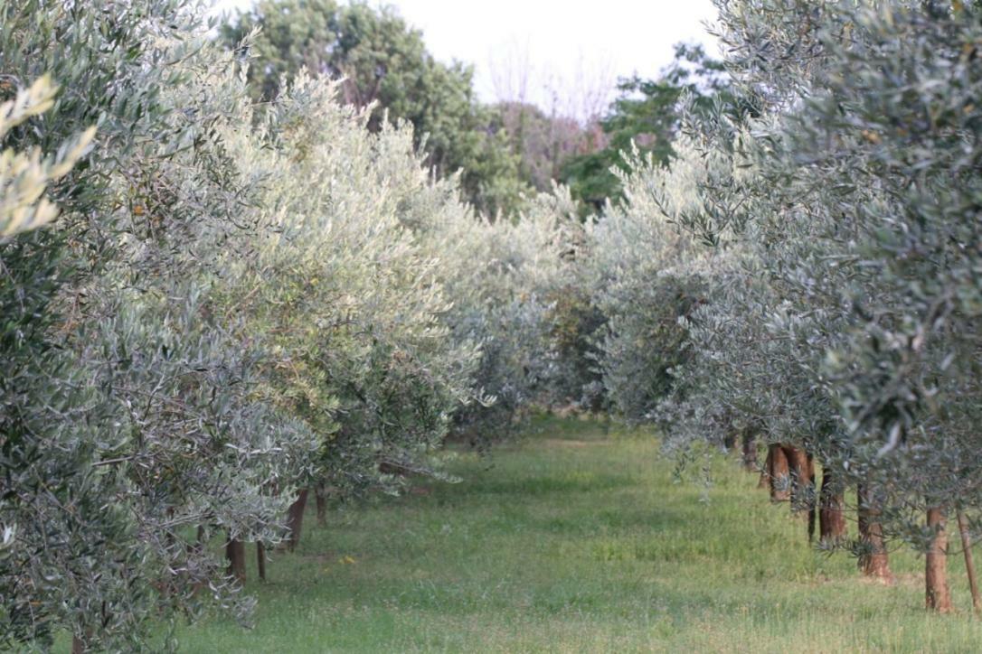 Premantura Olive Garden Βίλα Εξωτερικό φωτογραφία