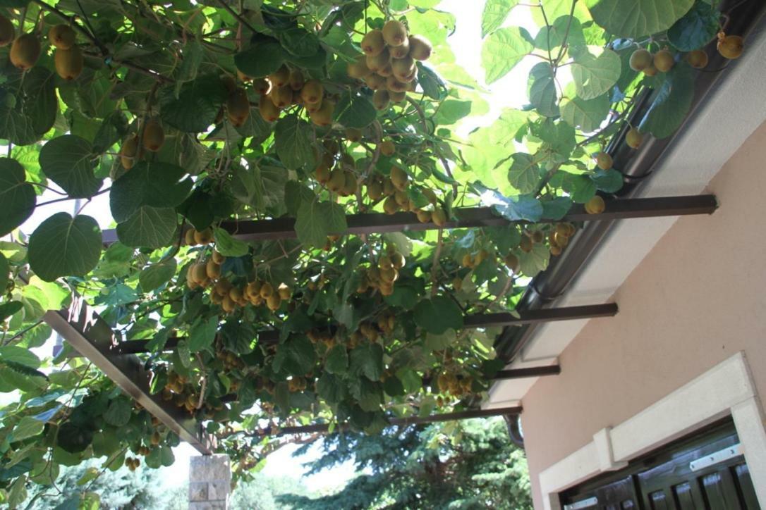 Premantura Olive Garden Βίλα Εξωτερικό φωτογραφία