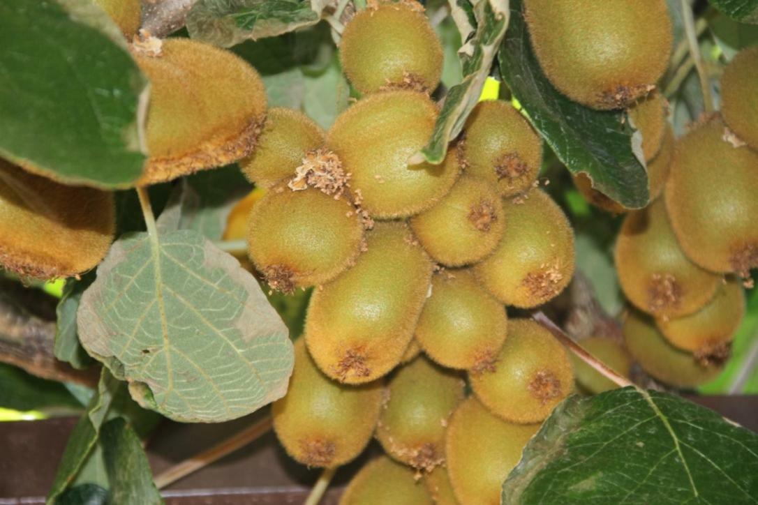 Premantura Olive Garden Βίλα Εξωτερικό φωτογραφία